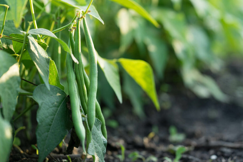 Common beans